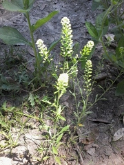 Lepidium austrinum
