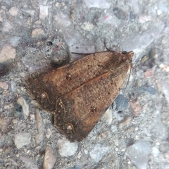 Lepidoptera