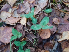 Trifolium pratense