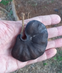 Enterolobium gummiferum