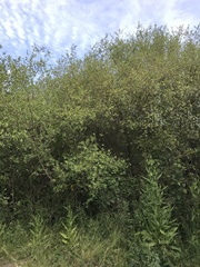 Terminalia australis