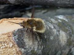 Bombylius medius