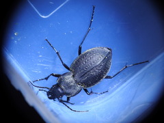 Carabus lusitanicus