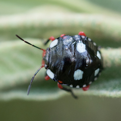 Chinavia erythrocnemis
