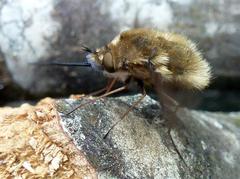 Bombylius medius