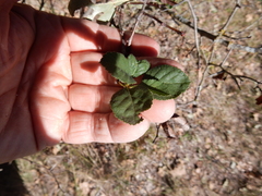 Crataegus viridis glabriuscula