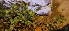 Portulaca