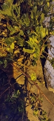 Portulaca