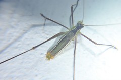 Acanthorintes tauriformis