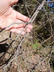 Crataegus viridis glabriuscula