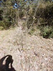 Crataegus viridis glabriuscula