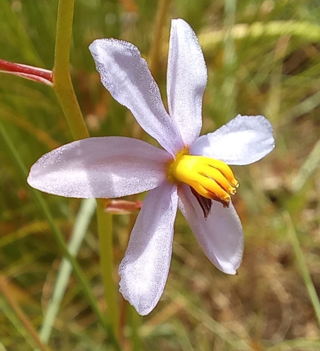 Lady's hand (Cyanella hyacinthoides)