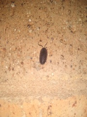 Porcellio scaber
