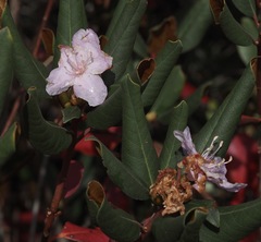 Rhododendron carolinianum