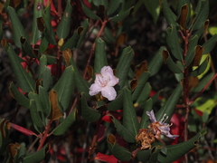Rhododendron carolinianum