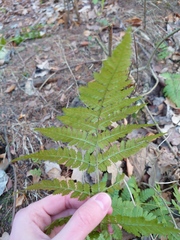 Dryopteris carthusiana