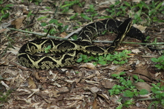 Bothrops jararacussu