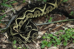 Bothrops jararacussu