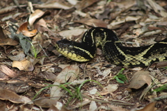 Bothrops jararacussu