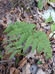 Dryopteris carthusiana