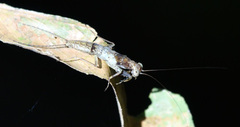 Chaeteessa