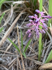 Ledebouria minima