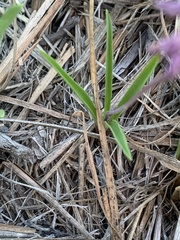 Ledebouria minima