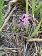 Ledebouria minima