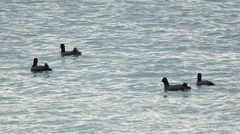 Fulica atra