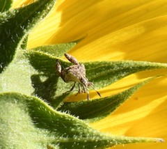Merocoris