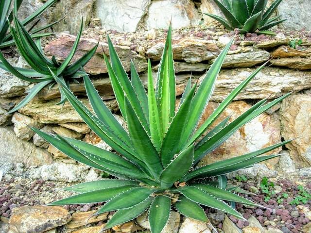 Thorn-crested Agave (Agave lophantha)  iNaturalist