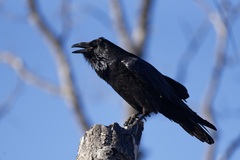 Corvus corax