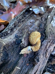 Leucopholiota