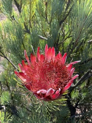 Protea aristata