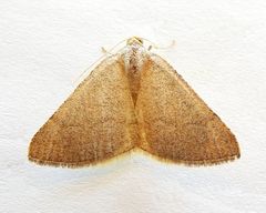 Taeniogramma tenebrosata