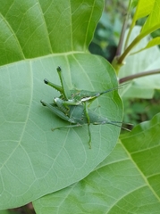 Sphenarium occidentalis