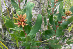 Persoonia confertiflora