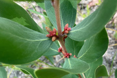 Persoonia confertiflora