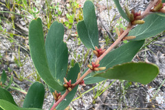 Persoonia confertiflora