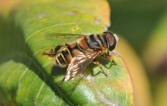Palpada vinetorum