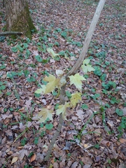 Acer platanoides