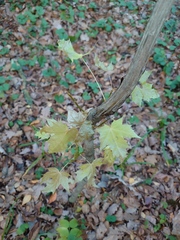 Acer platanoides