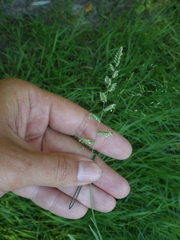 Beckmannia eruciformis