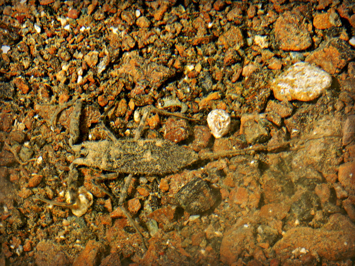 Laccotrephes fabricii