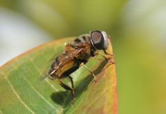 Palpada vinetorum