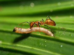 Dolichoderus diversus