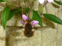 Bombylius medius