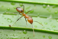 Dolichoderus diversus