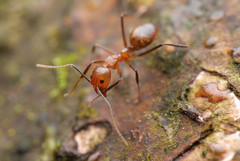 Dolichoderus diversus