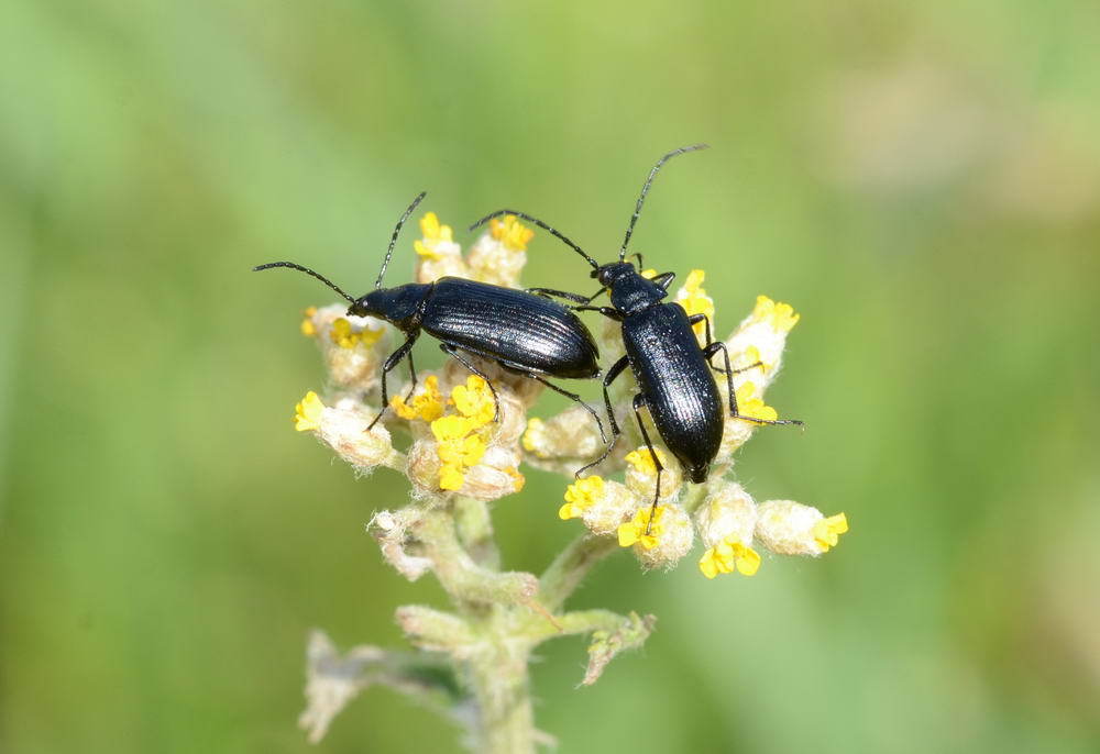 Omophlina